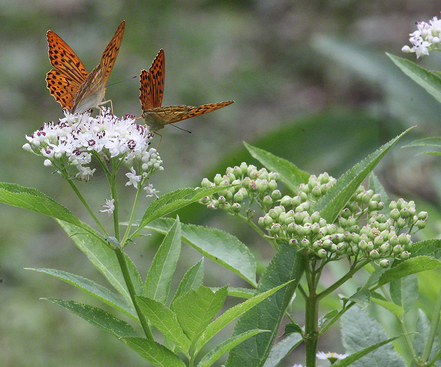 Falter Zwergholunder (Sambucus ebulus)