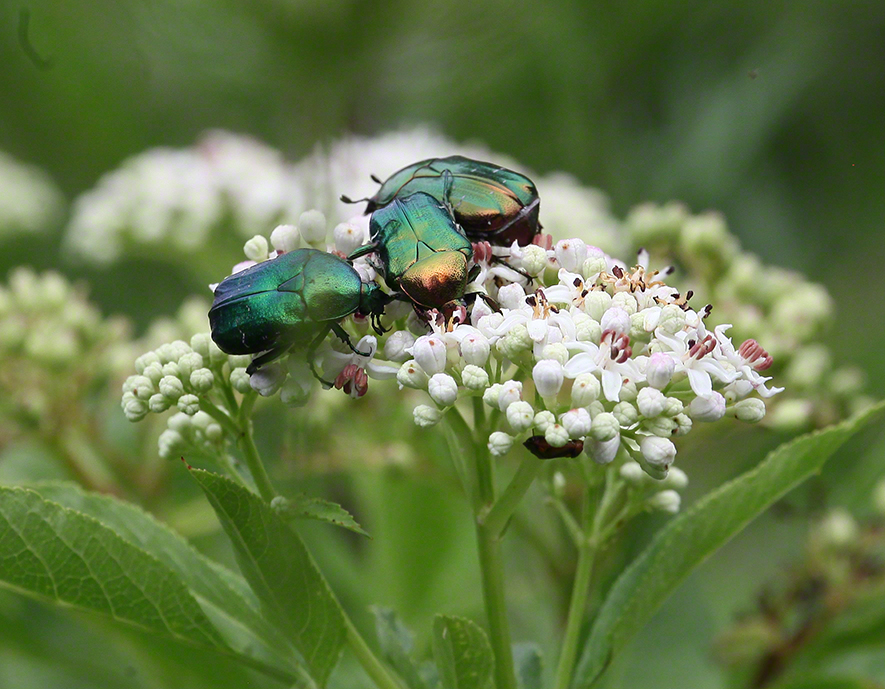 Falter Zwergholunder (Sambucus ebulus)