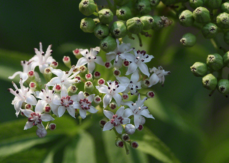 Zwergholunder (Sambucus ebulus)