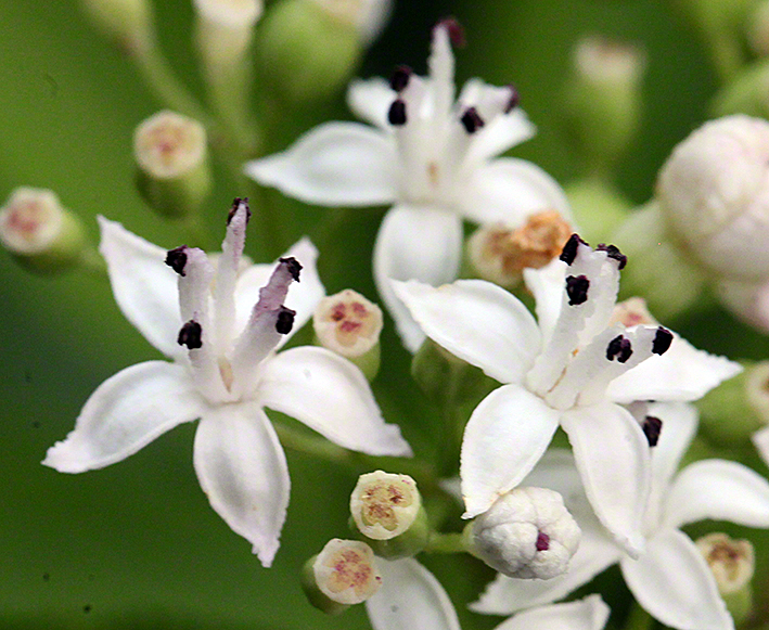 Zwergholunder (Sambucus ebulus)