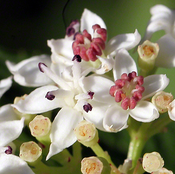 Zwergholunder (Sambucus ebulus)