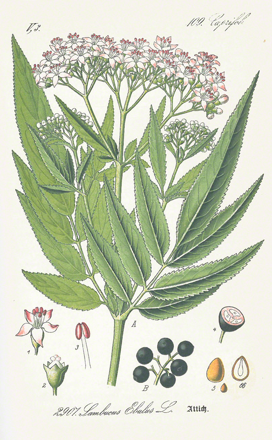 Zwergholunder / Sambucus ebulus