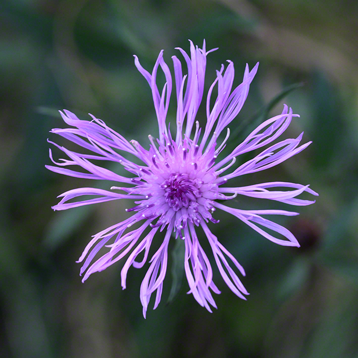 Flockenblume