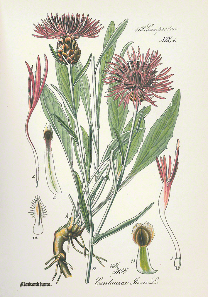 Flockenblume Schlechtendal