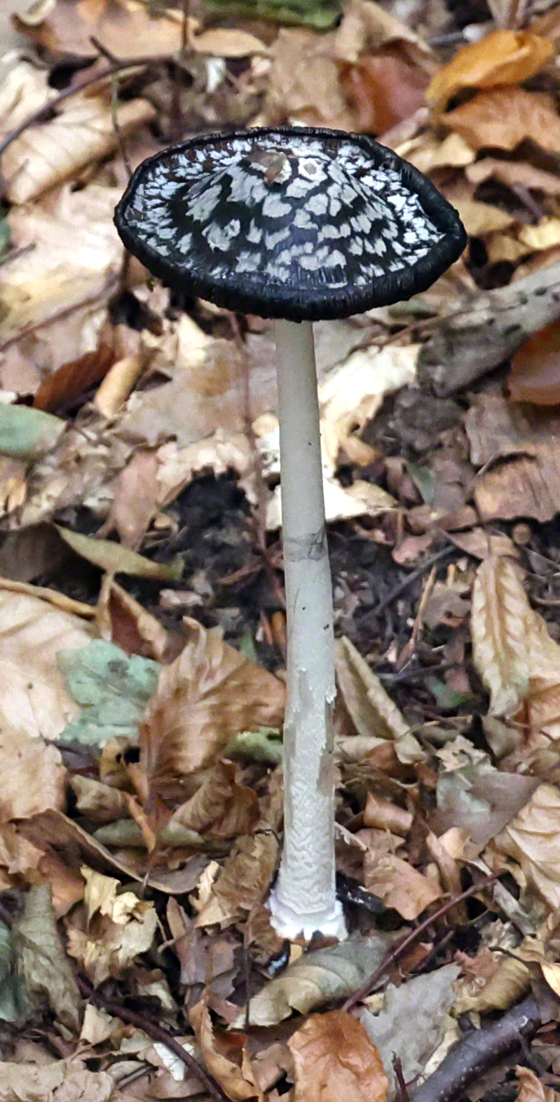 Spechttintling