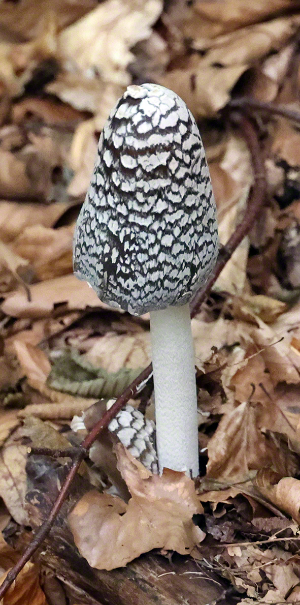Spechttintling