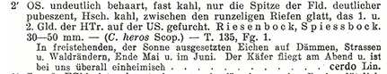 Kleiner Eichenbockkäfer