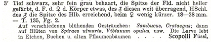 Kleiner Eichenbockkäfer