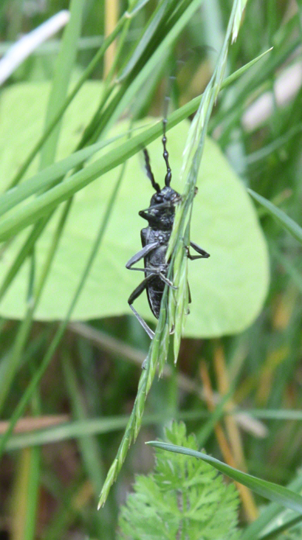 Kleiner Eichenbock