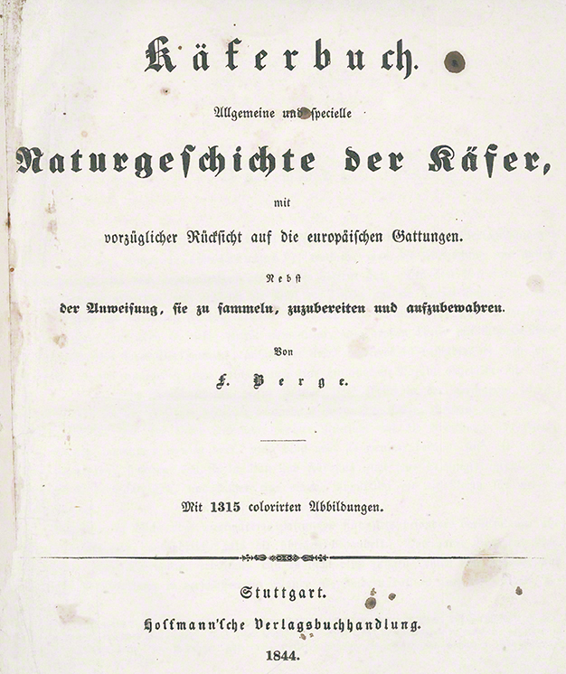 Kleiner Eichenbock