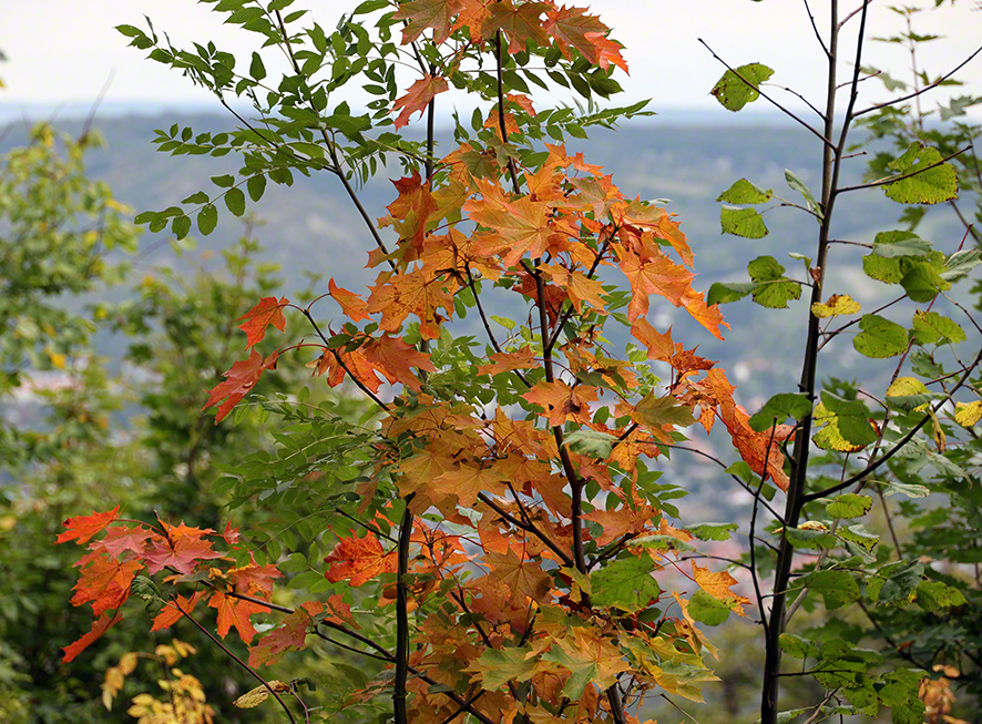 Herbstwanderung Wienerwald