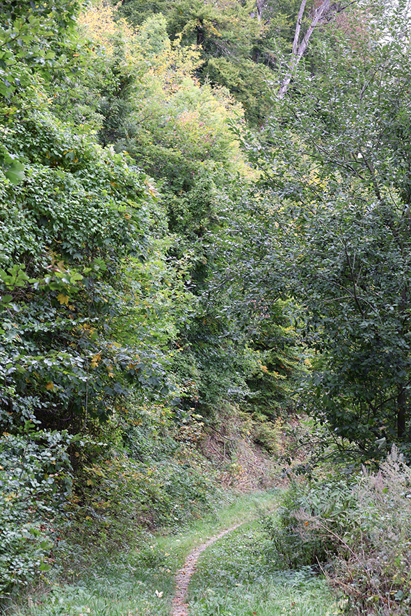 Wienerwald-Weg