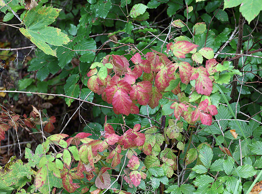 Herbstlaub