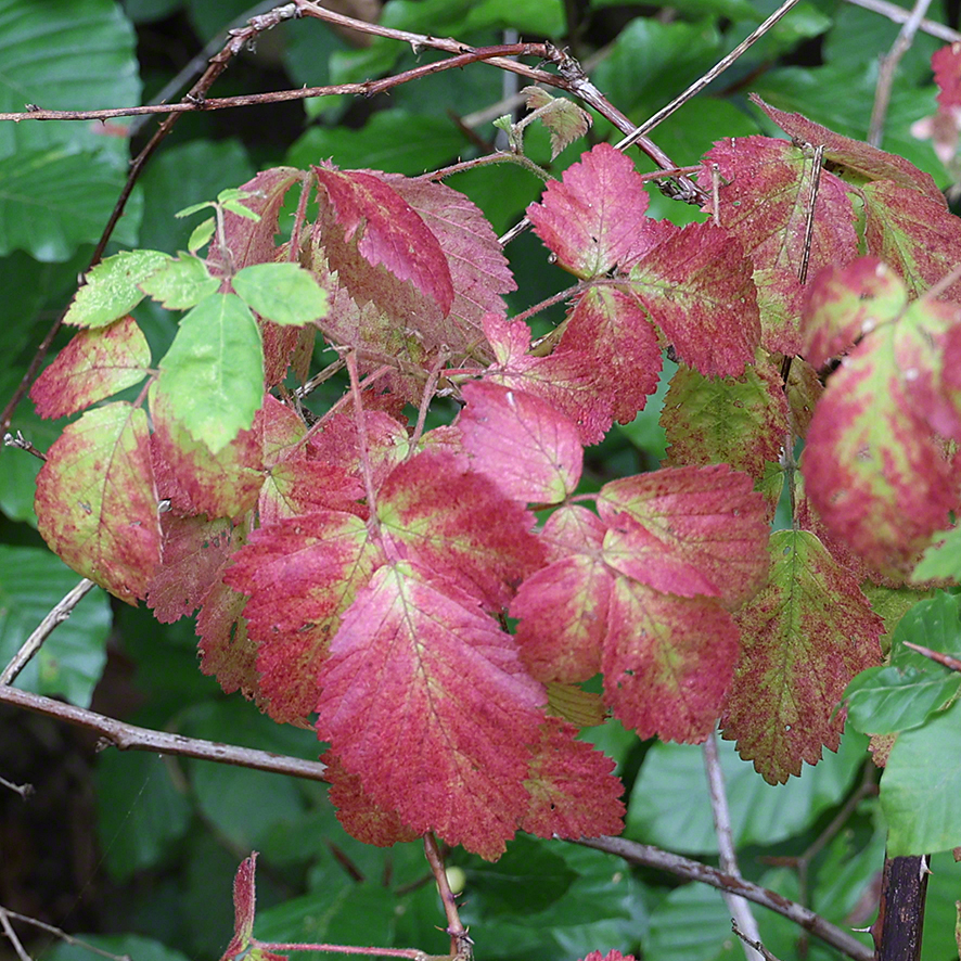 Herbstlaub