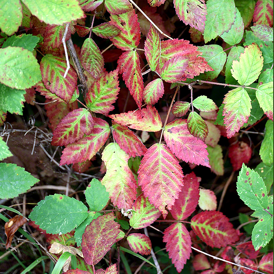 Herbstlaub