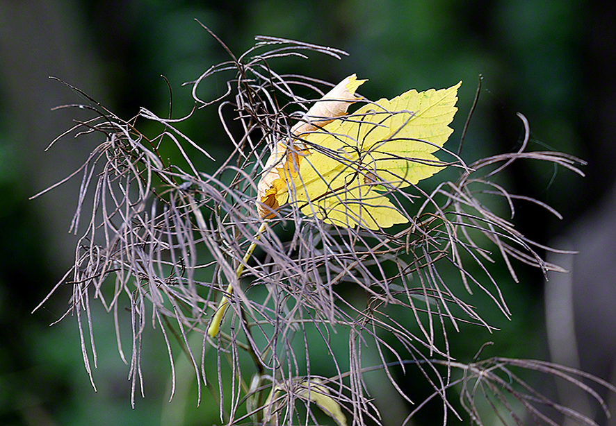 Gelbes Blatt