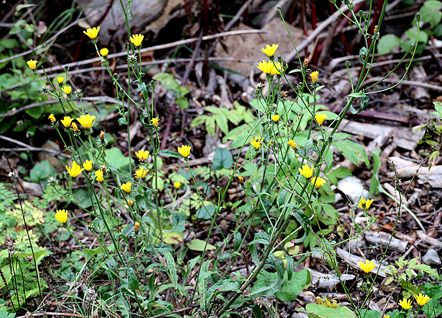Gelbe Blüten