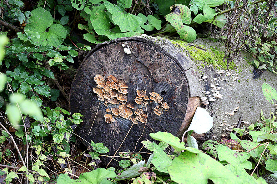 Baum mit Pilzen