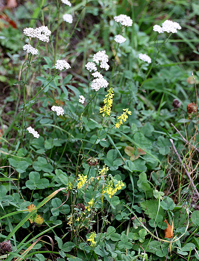 Schafgarbe und Steinklee