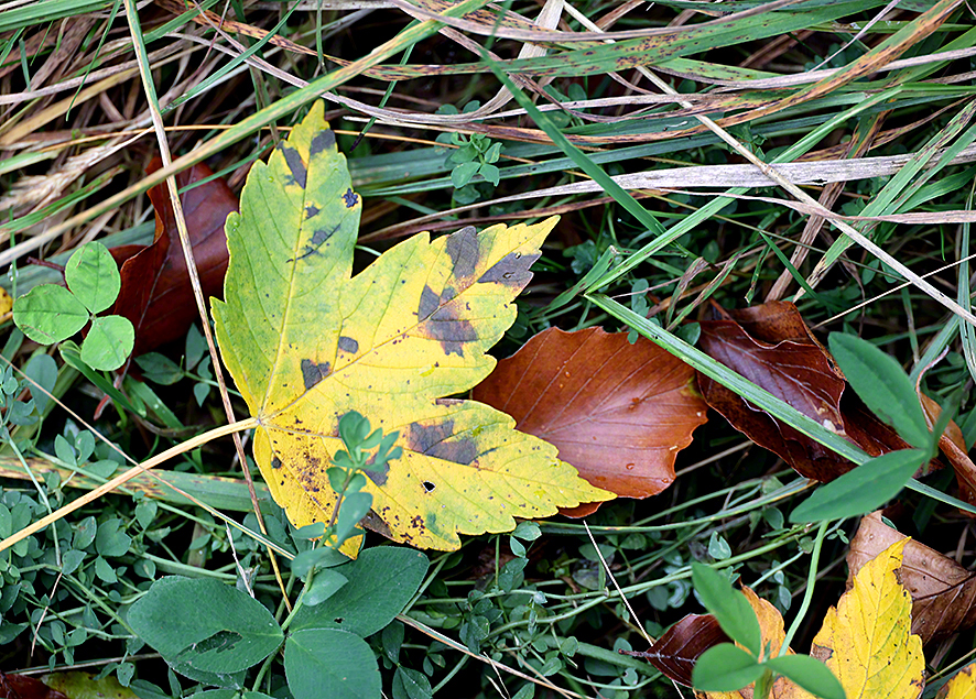 Herbstlaub