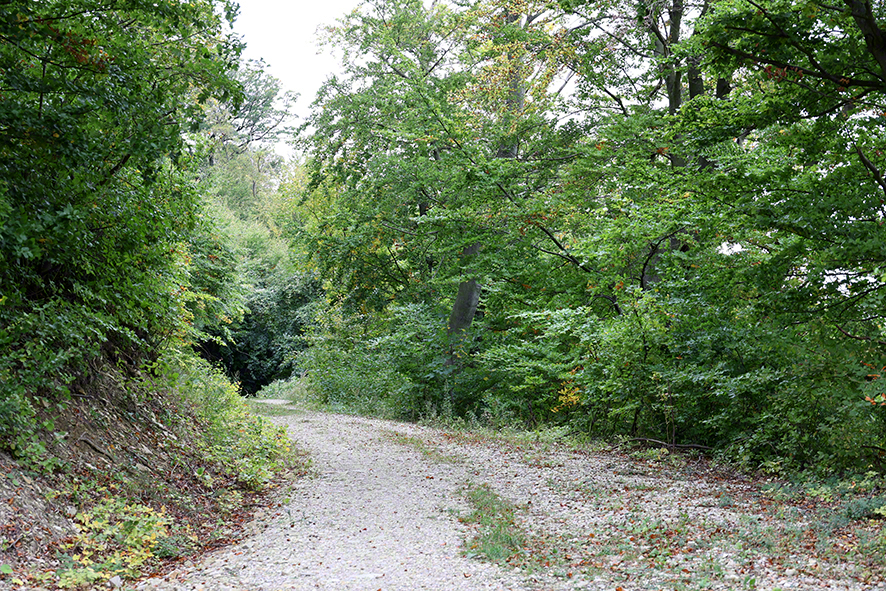 Weg im Wienerwald