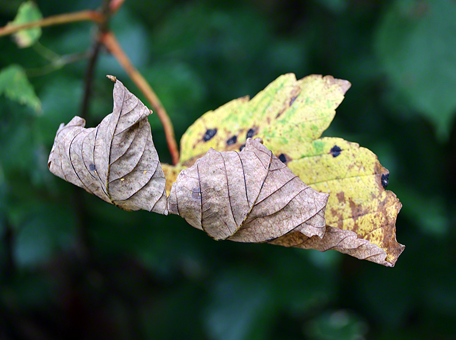 Herbstblatt