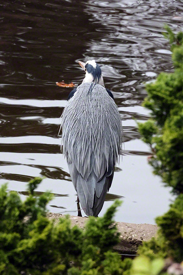 Graureiher (Ardea cinerea)