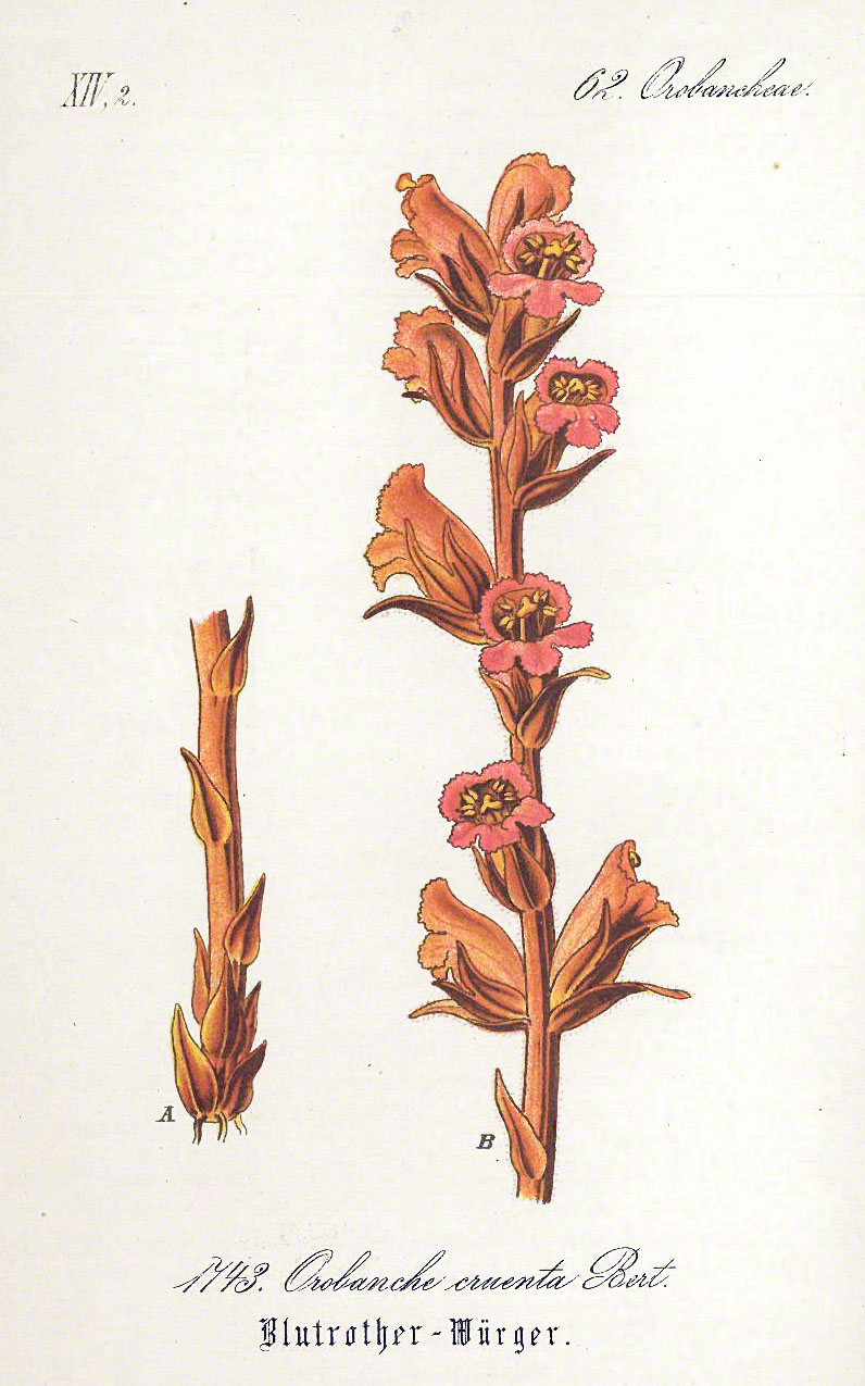 Orobanche cruenta