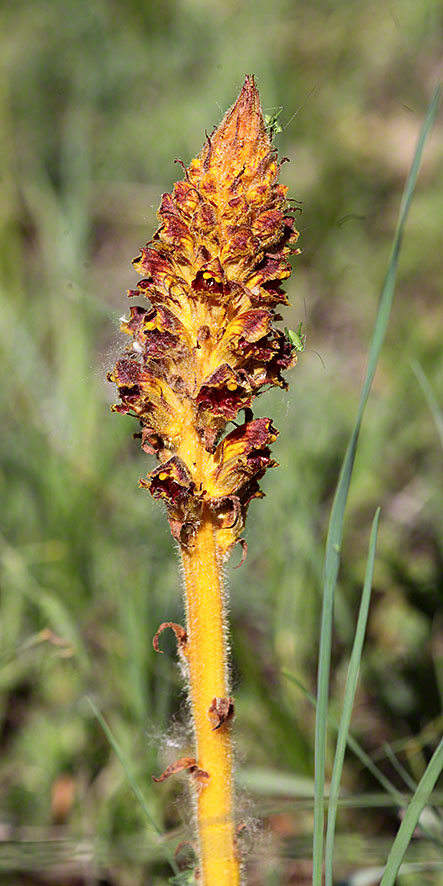 Sommerwurz