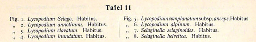 Bärlapp-Hegi