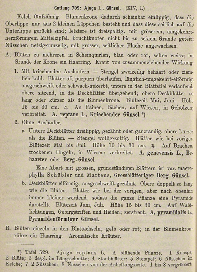 Thomé - Günsel