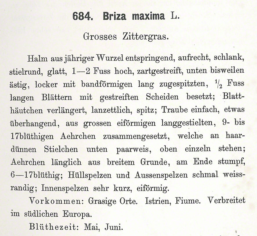 Zittergras - Briza maxima