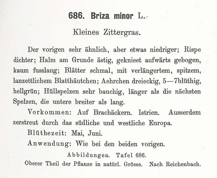 Zittergras - Briza minor