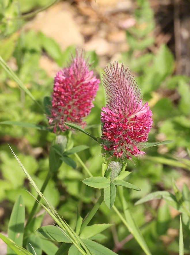 Trifolium rubens - Fuchsklee