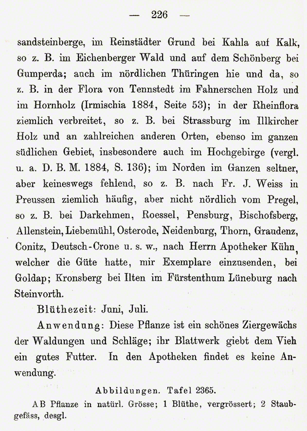 Trifolium rubens - Fuchsklee