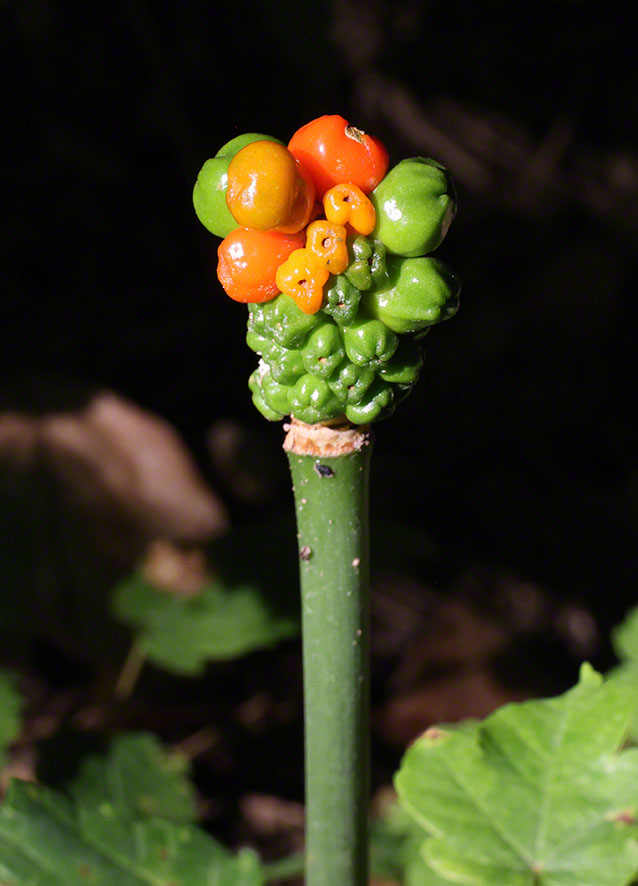 Aronstab (Arum maculatum)