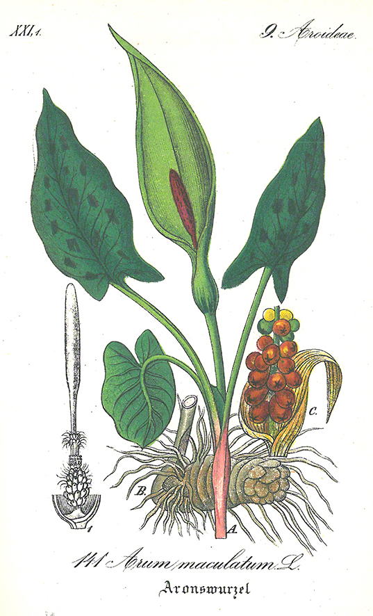Aronstab (Arum maculatum)