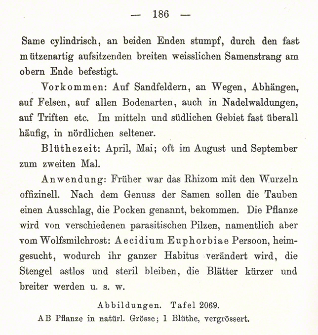 Zypressen-Wolfsmilch