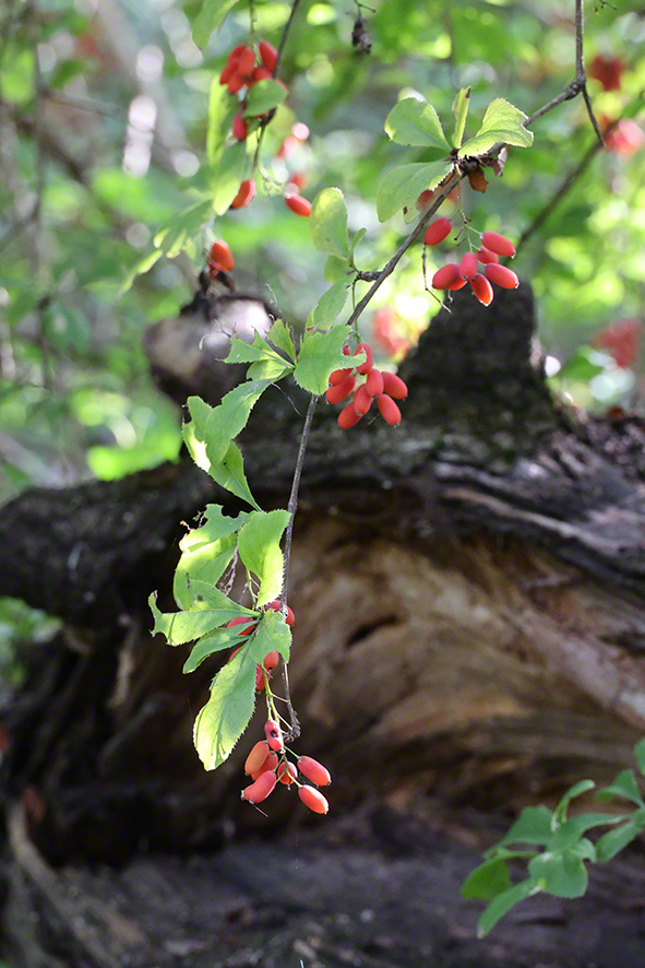 Berberitze (Berberis vulgaris)