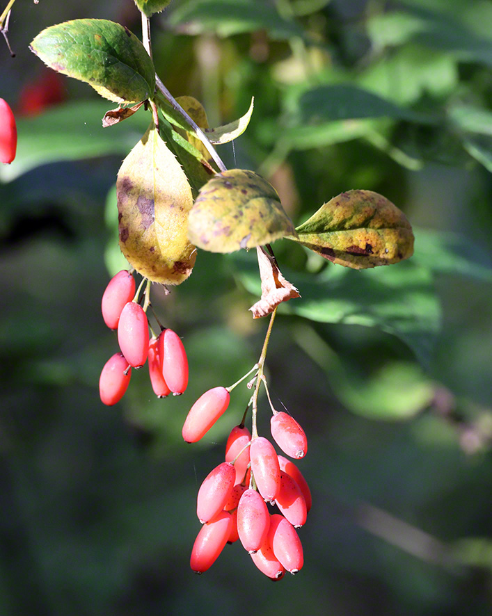 Berberitze (Berberis vulgaris)