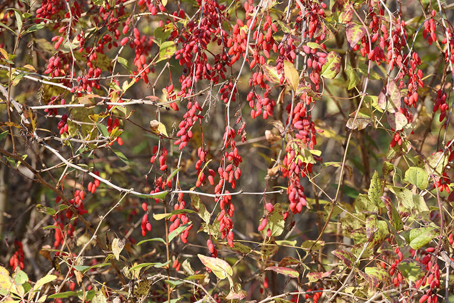 Berberitze (Berberis vulgaris)