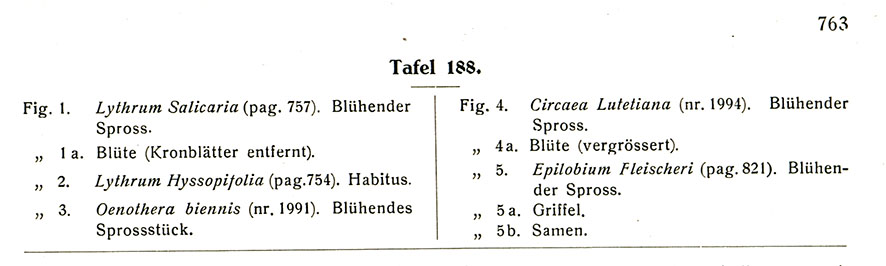 Blutweiderich