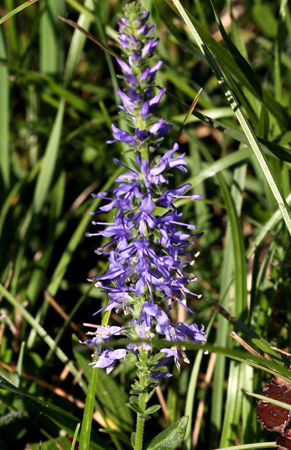 Blauweiderich