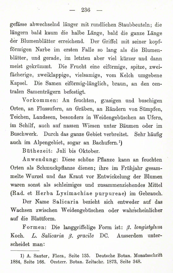 Schlechtendal Blutweiderich
