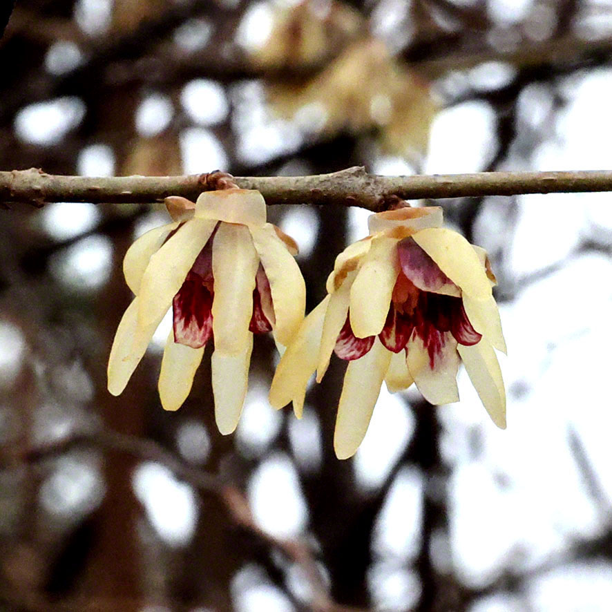Chinesische Winterblüte
