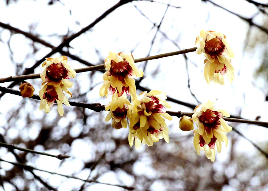 Chinesische Winterblüte