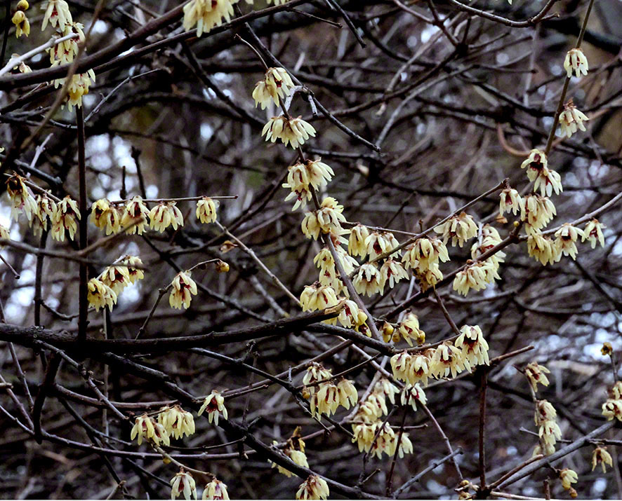 Chinesische Winterblüte