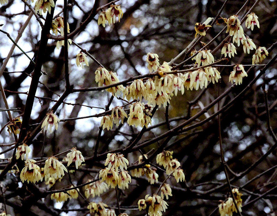Chinesische Winterblüte