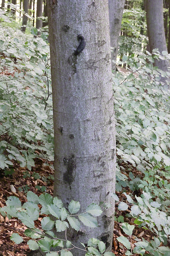 Schwarzer Schnegel