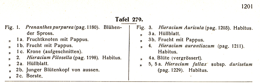 Hegi Hasenlattich